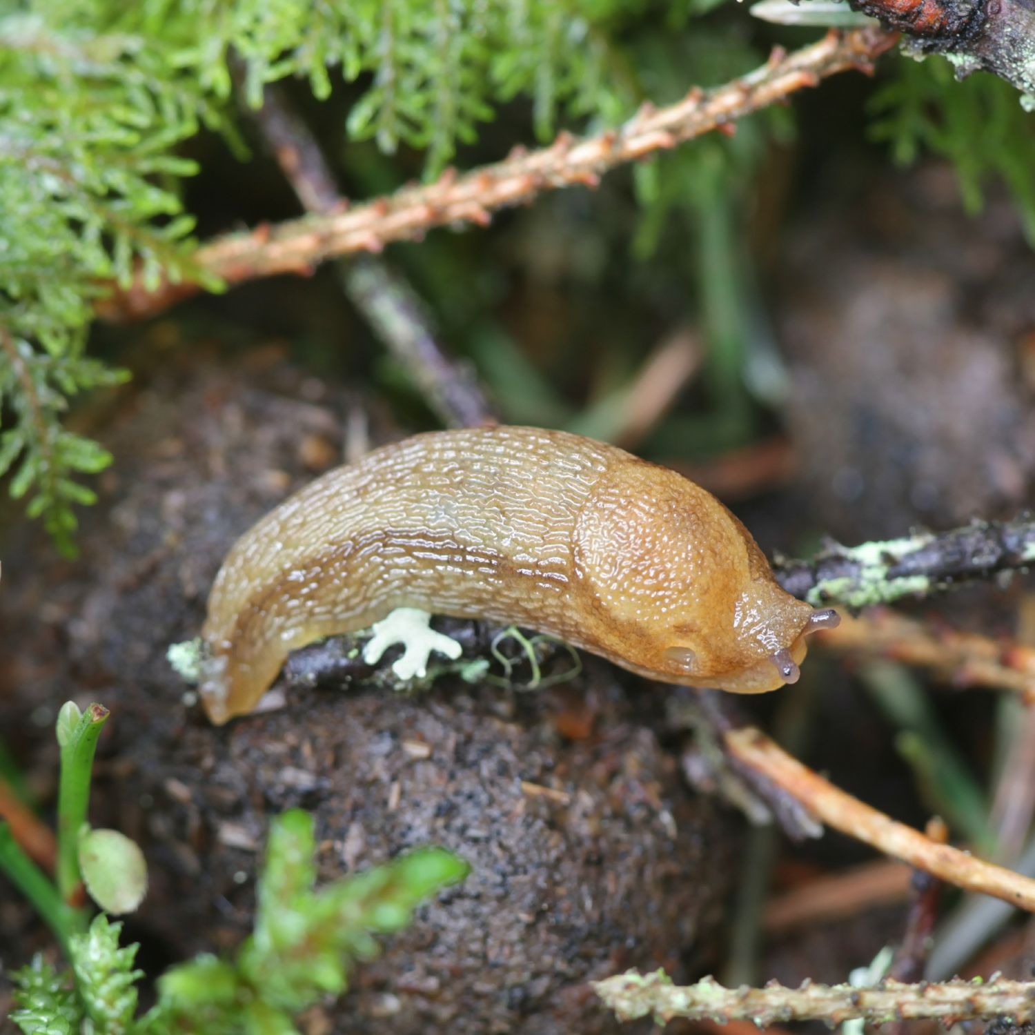 LimaceUMONS