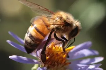 Abeilles : belles de ville