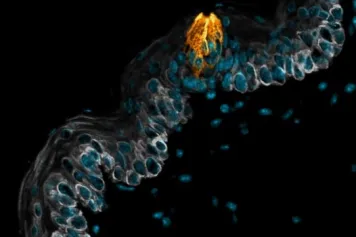 Des bourgeons gustatifs se forment dans l’oesophage
