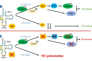 Elp3-mediated codon-dependent translation promotes mTORC2 activation and regulates macrophage polarization