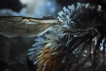 Frozen Planet II  - Queen of the Arctic