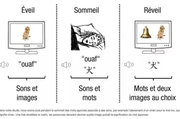 Hypnopédie : peut-on apprendre une langue étrangère en dormant ?