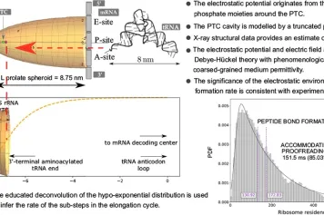 Un modèle géométrique simple de l'environnement électrostatique autour du centre catalytique du ribosome et sa signification pour la cinétique du cycle d'élongation