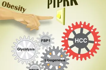 Un nouveau mécanisme explique comment l'obésité favorise le développement du cancer du foie