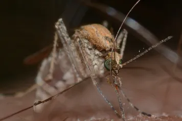 Impact du changement climatique sur l'émergence du virus du Nil occidental en Europe