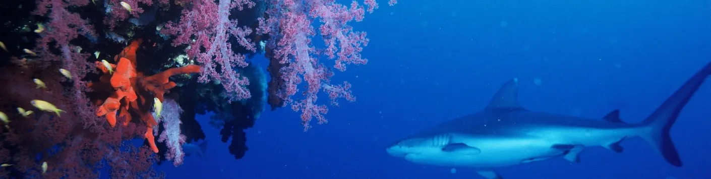 Attention, danger : perte d’oxygène dans les océans