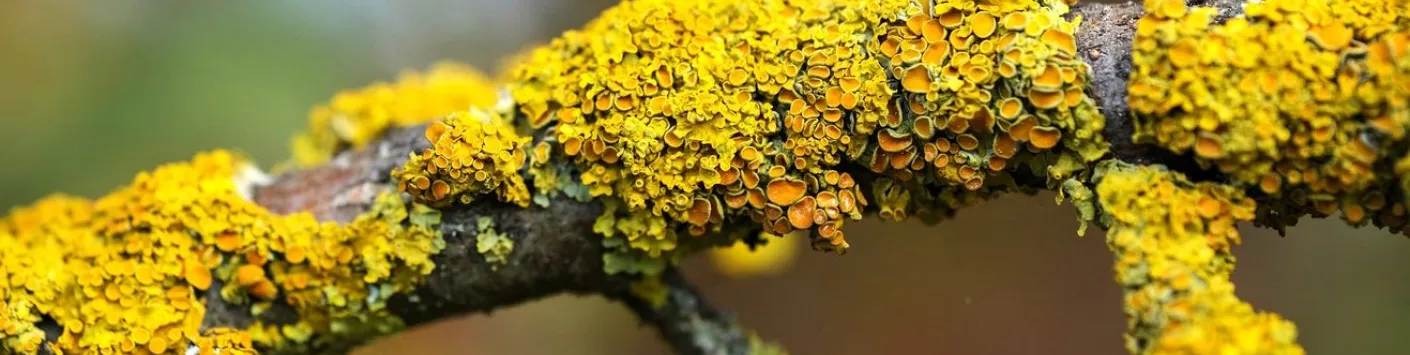 Les lichens, agents de biosurveillance de la qualité de l'air