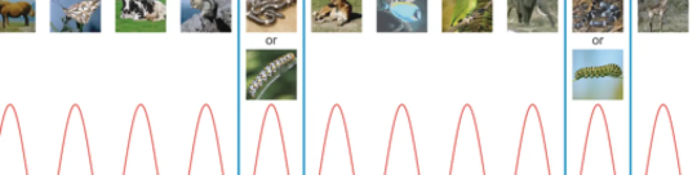 Cerveau humain et menaces animales : des bébés détectent en priorité les serpents